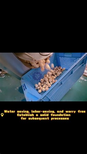 Taro Ball Processing Equipment