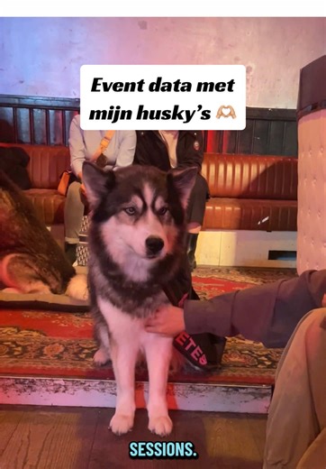 Altijd al husky’s willen knuffelen of je willen inzetten voor het welzijn van honden? 🐺💙 Dan is dit misschien wel iets voor jou. We organiseren regelmatig events waar je bij kunt zijn als bezoeker of vrijwilliger! 📅 Wat staat er op de planning: – 25 jan: launch borrel van Dunya’s Rescue Haven in Amsterdam – 31 jan: Husky Cuddle Sessions – Coffee Date bij The Social Hub (tickets bijna uitverkocht 👀) – 2 t/m 7 maart: Oostenrijk trip (nog 2 plekjes vrij) – 7 t/m 12 maart: Oostenrijk trip (nog 1