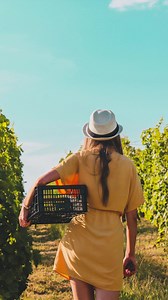 Paso Robles Wineries on Reels