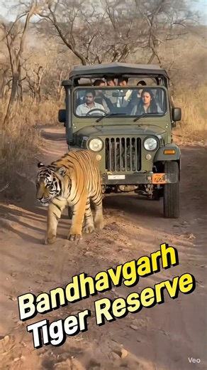 Bandhavgarh Tiger Reserve: The most famous tiger reserve of Madhya Pradesh