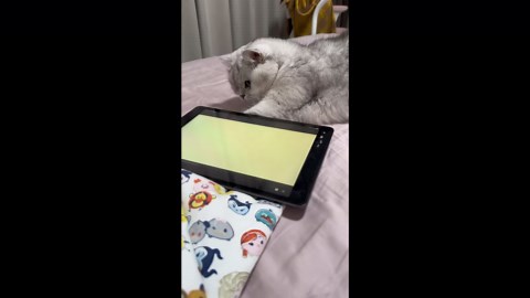 Cat plays mouse chase game on tablet in Anhui, China