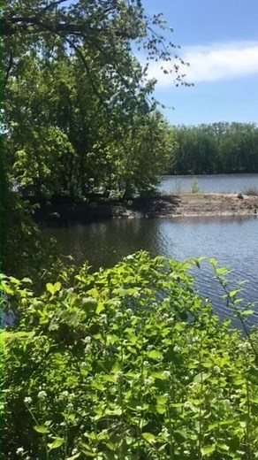 How do bats hydrate? On the fly! Thanks to one of our DEEP Wildlife Division biologists for capturing this great video of a big brown bat drinking water. Please note: seeing a bat during the day does not always mean that it is sick or rabid. This is normal behavior for a thirsty bat! Learn more about Connecticut's bats at https://portal.ct.gov/DEEP/Wildlife/Fact-Sheets/Bats | Connecticut Fish and Wildlife