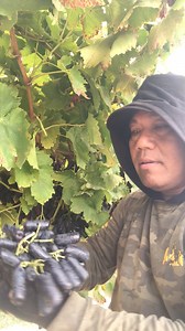 Panen anggur sweet sapphire 🍇🍁🍁#tablegrapes #reels #fbreelsvideo #fypシ #viral #viralreels | Gede Robert
