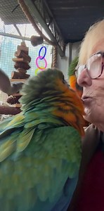 25K views · 3.6K reactions | I am so going to miss this delightful duo!! What an awesome pair of young macaws.. full of love and kisses.. with a little’nip’ here and there ! (Scarlet in them 藍) Perfect home waiting for them..❤️❤️❤️ | Macaws And More | Facebook