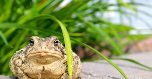 Non, toucher un crapaud ne vous donnera pas de verrues