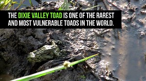 Say hello to the Dixie Valley toad, the first new toad species described in the United States in almost fifty years. This video, captured by Center staff, is the only known publicly available footage of the adorable amphibian. Dixie Valley toads make their home in a small area of the parched desert valley in central Nevada. Thermal springs bubble to the surface, creating verdant wetlands where the toads thrive. Unfortunately, a geothermal energy project has been proposed that could completely de