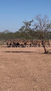 16K views · 553 reactions | Hey Sisco D Family!!! We will have 20-30 cross TC rams available soon. If you are interested please text me. Deposit orders will be filled first as always. 512-497-8799 Cash Is King Set Up A Ring Www.siscodtrapping.com | Sisco D Trapping & Exotics | Facebook