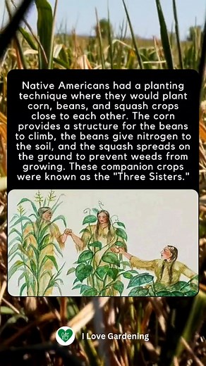 Native Americans had a brilliant planting technique known as the 'Three Sisters'—corn, beans, and squash growing together in harmony. 🌽🌱🎃 The corn provides support for the beans, the beans enrich the soil with nitrogen, and the squash prevents weeds from taking over. Nature’s perfect teamwork! 🌿💚 #CompanionPlanting #ThreeSisters #SustainableGardening #NativeAmericanWisdom | I love Gardening