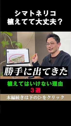 シマトネリコを植えては行けない理由3選 #shorts