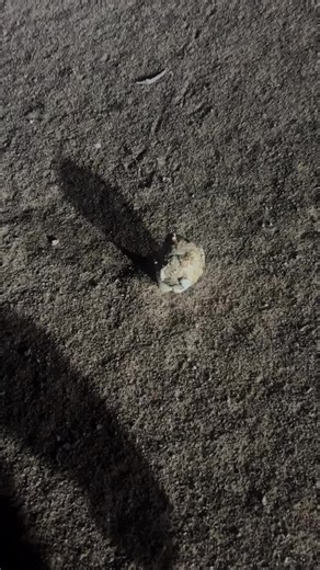 Exploring Unique Conch Shells Found on the Beach