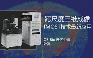 跨尺度三维成像fMOST技术最新应用