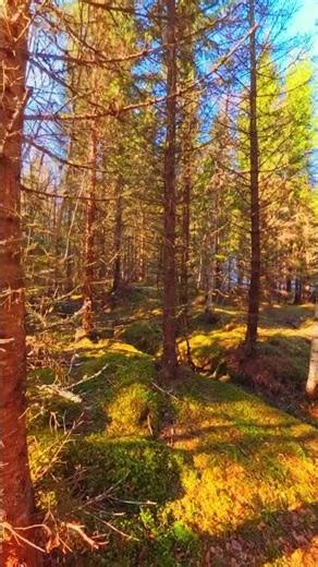 Golden Forest Trail in Norway | Nordic Ambient Walk 🇳🇴