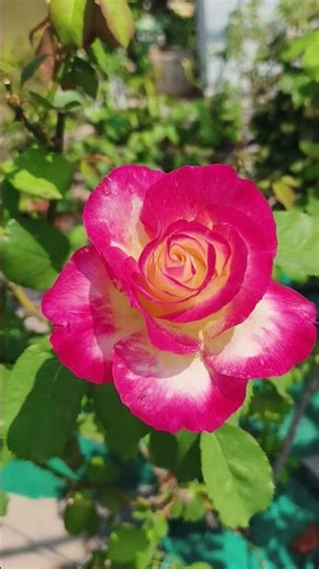 #rosa double delight #fragrance rose #world famous rose #bicolour rose