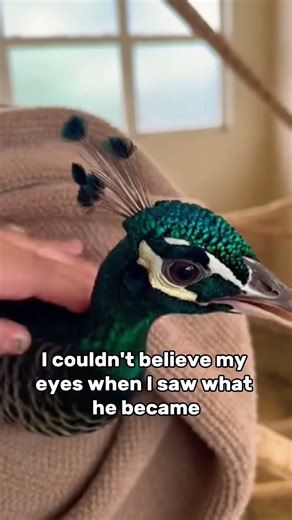 My Cat Hatched A Peacock From A Stolen Egg