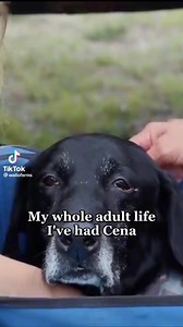 A beautiful story of a good dog living a good life!#mattersoftheheart | Good Dog Good Life