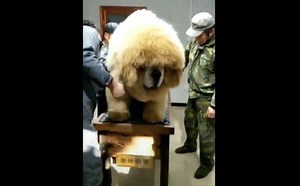 Real Fluffy: Check Out This Massive Dog In Asia!