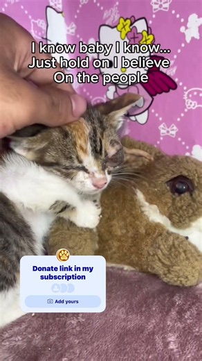 Urgent 🚨 help is needed to save my cat to afford his surgery #adoptdon #pawswalk #pawsrescue #fypシ