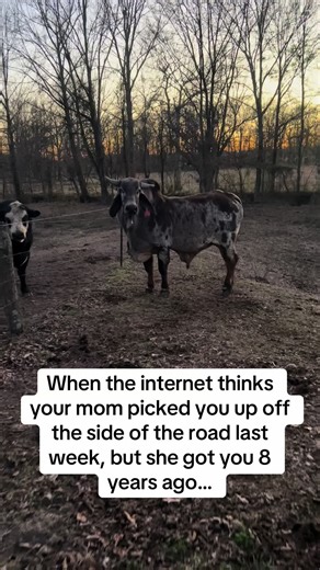 Farm Life: Managing Brahman Cattle with Family Support