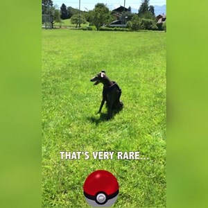 73K views · 518 reactions | How not to catch an italian greyhound ! #theonemilo #milothedog #pokemon #go #pokemongo | Milo the dog | Facebook