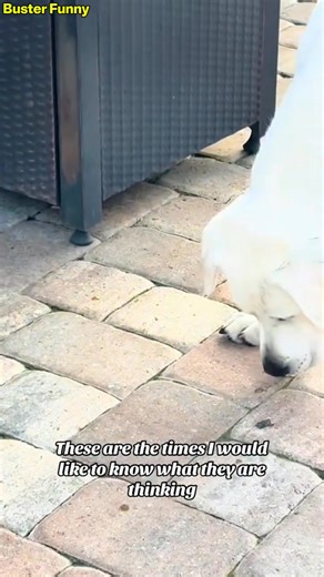 Bug vs Puppy: Adorable Showdown! 🐶🦠 Watch the adorable battle between a playful puppy and a curious bug! Who will win this cute showdown? Let us know your favorite moment! 🐾 #puppy #bugvspuppy #adorablepets #petsofdyson #cuteanimals #puppylove #bugvsdog #doglover #petsofinstagram #furryfriends | Buster Funny