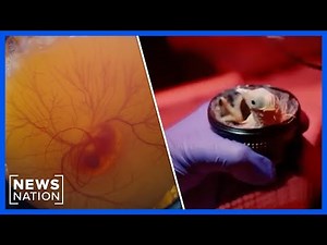 Biotechnology company utilizing artificial eggs to resurrect extinct species | NewsNation