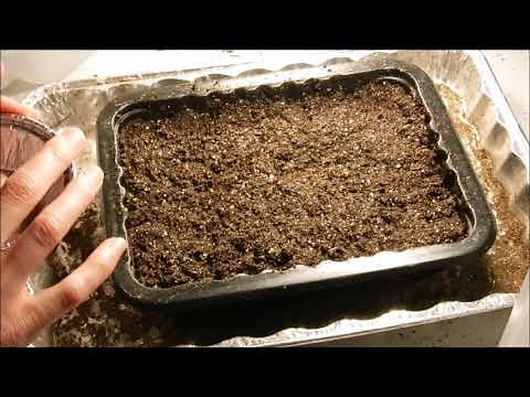 how to grow lobelia from seed, how to sow lobelia seeds, how to germinate lobelia seeds