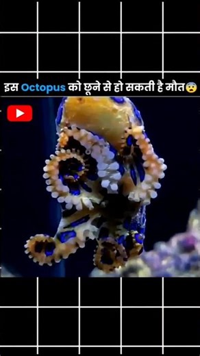 Never Touch This Octopus ❌