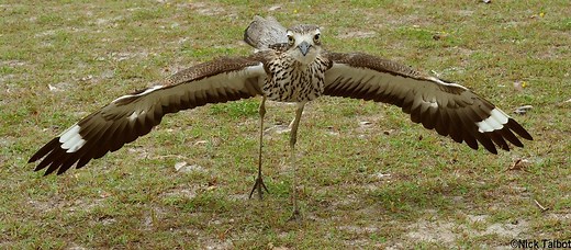 Screaming woman? Nope, it's a bird