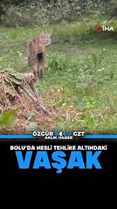 Özgür Bolu Gazetesi on Instagram: "Bolu’nun Mengen ilçesinde, nesli tehdit altındaki vaşak ormanlık alanda gezinirken görüntülendi. Bolu’nun Mengen ilçesinde Orman İşletme Müdürlüğü görevlileri tarafından nesli tükenme tehlikesiyle karşı karşıya olan vaşak görüntülendi. Ormanlık alanda dolaşan vaşak, araçla seyir halinde olan görevliler tarafından fark edildi. O anlar cep telefonu kamerası tarafından kaydedildi. Görüntülerde vaşağın sakince yürüdüğü görülürken, bir süre sonra gözden kayboldu. Ye