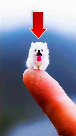 Top 5 Smallest Dogs In The World! 🐶💖