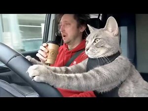 Smart Cats Learn From Their Owners a Little Too Well 😲 Funny Cat Videos