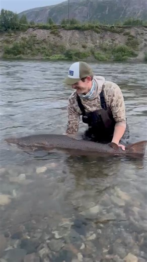 1M views · 23K reactions | Atlantic salmon goes back to where he belongs. Fly Fishing Nation #olderosalmonlodge #norway | Marina Gibson Fishing | Facebook