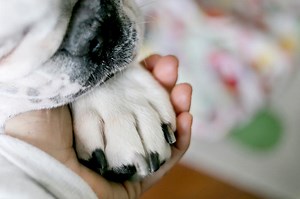 How to Help a Dog Die Naturally at Home | LoveToKnow Pets