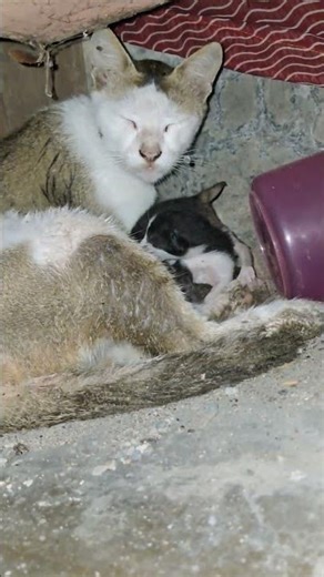 Newborn Kittens 😻 With Mother #shorts #cat #catmeow #kitten #pussycat #cutecat #funny #funnycats