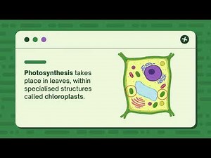 Photosynthesis Explained: How Plants Make Their Food 🌱