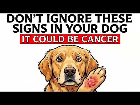 Don’t Ignore These Signs in Your Dog (It Could Be Cancer)