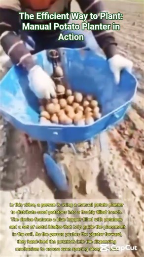 The Efficient Way to Plant: Manual Potato Planter in Action