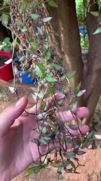 ASMR-SONS DE NATUREZA #natureza #asmrsounds #asmrtriggers #feetsounds