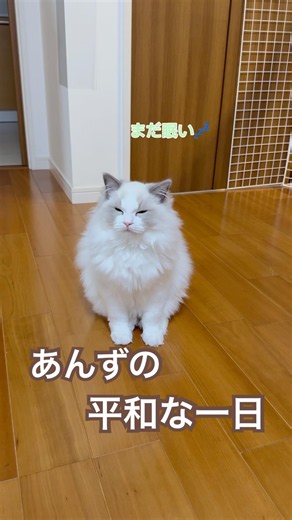 あんちゃんの平和な一日😽💓#ラグドール #猫好きさんと繋がりたい #猫のいる暮らし #ねこ動画 #子猫