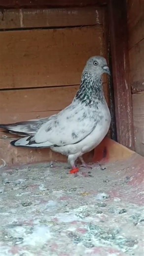 Paira Pakhi #music Viral videos and #song #2026 #love