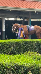 Talk about fit 😲 Joe Sharp Racing’s Western Run had me drooling in the paddock 🤤 | Rosie Napravnik’s Off-Track Sporthorses