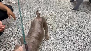 We’re so grateful to our supporters for standing behind foster boy Pig Pen. Thanks to you, he’s continuing to receive amazing care at our veterinary clinic. In these photos and videos, you’ll see the staff applying an antifungal mousse to help soothe and heal his skin issues. Most importantly, Pig Pen is definitely feeling better... more comfortable, brighter and responding well to his treatment. Your support makes moments like this possible and gives Pig Pen the chance he deserves. | Lone Star 