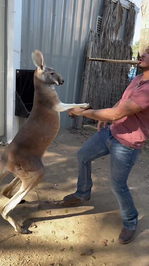 Thanks BabyBash for have my back! #kangaroo #babybash #sugasuga #boxing