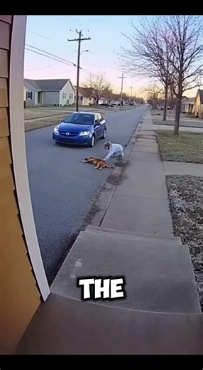 This dog passed away 😥 #shortvideo #shortsfeed #shorts #dog