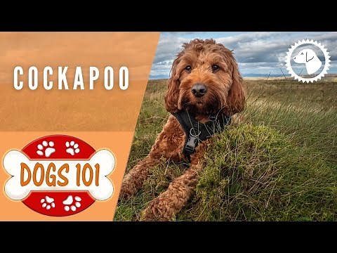 Dogs 101 - COCKAPOO - Top Dog Facts about the COCKAPOO | DOG BREEDS 🐶 Brooklyn's Corner