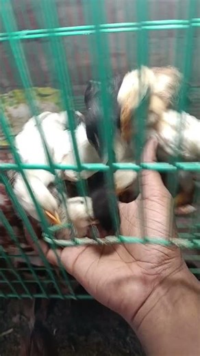 all type murgi#shorts@videos#birds#@🐔🐓🐣