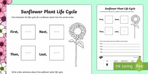 Sunflower Plant Life Cycle Sentence Writing Worksheet
