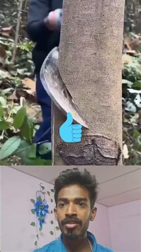 tree cutting tips #cutting #tree