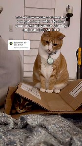 the box drama continues… #catsofinstagram #catstagram #cats #funnycats #catbrothers #catmom | The Loki Show