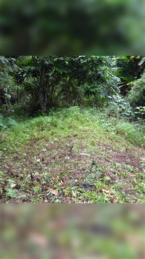 #bushcraft #camping #survival #skills #outdoors #shelter #fyp #viral